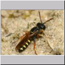 Cerceris quinquefasciata - Knotenwespe 06c 8mm beim Nesteintrag von Ruesselkaefern - OS-Wallenhorst Sandgrube.jpg